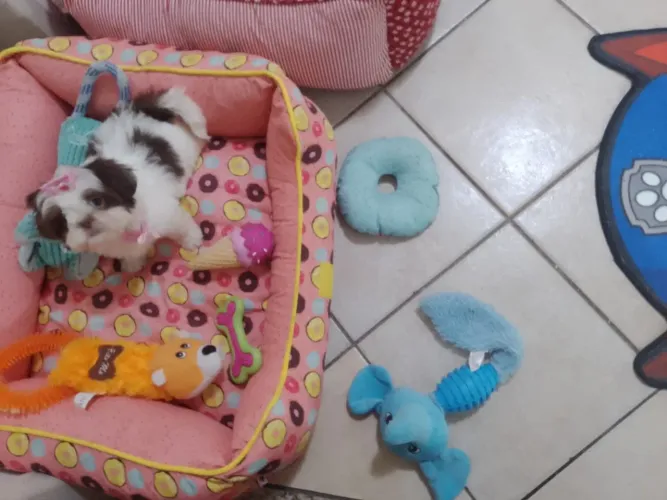 Fofinhos Shitzu peladinhos amor para dia dos namorados já vacinados 