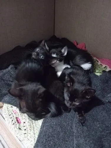Doação responsável de gatinhos(Sarandi-PR)