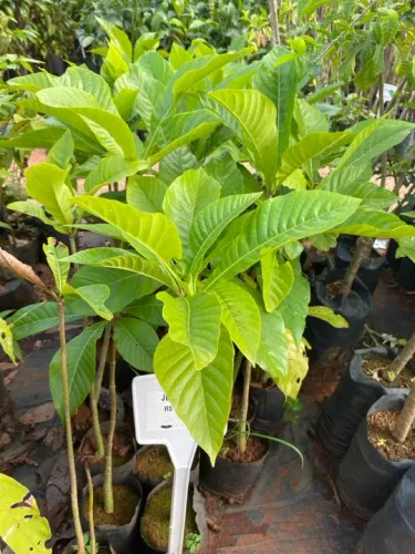 Mudas de Jenipapo