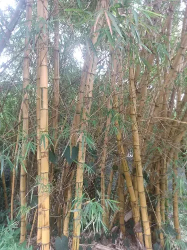Bambu 