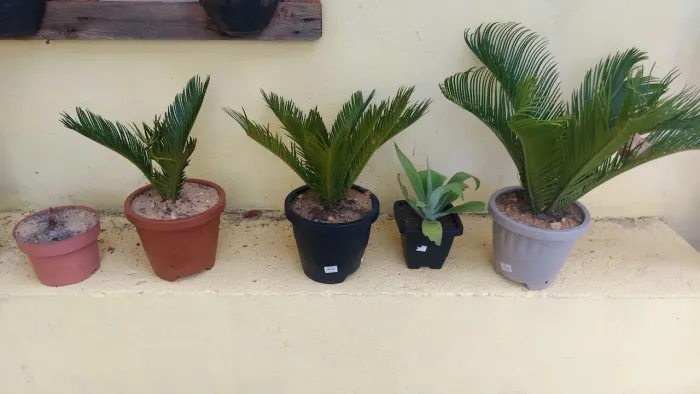 Vendo plantas e mudas.