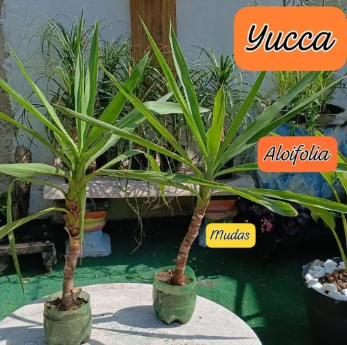 Kit 1 muda de Pleomele e 2 yucca Aloifolia 