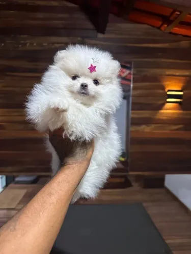 Filhote Lulu da pomerania - genética asiatica