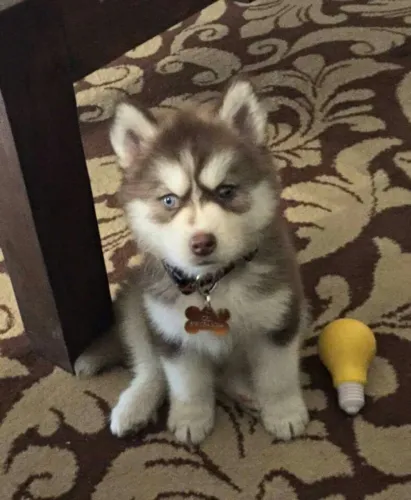Husky Siberiano com Olhos Hipnotizantes