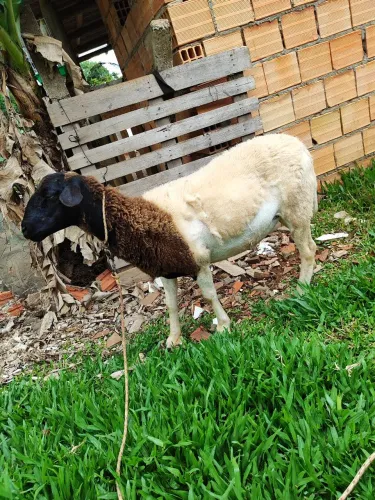 Borrega dorper prenha