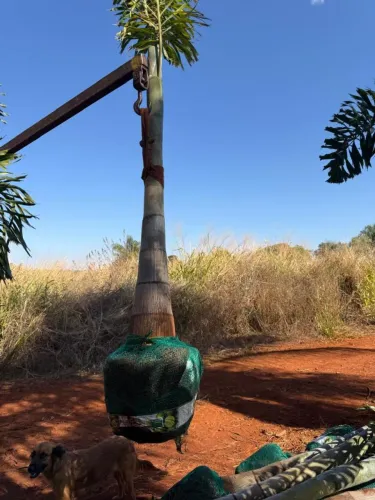 Palmeira rabo de raposa- Beleza Natural para sua Casa
