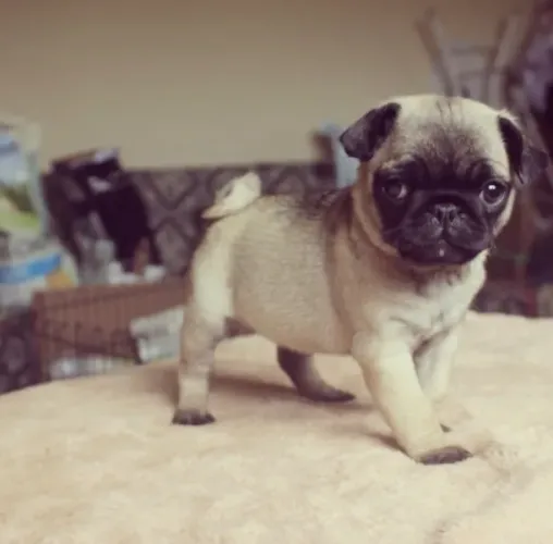 Pug filhotes de 45 a 60 dias, a pronta entrega