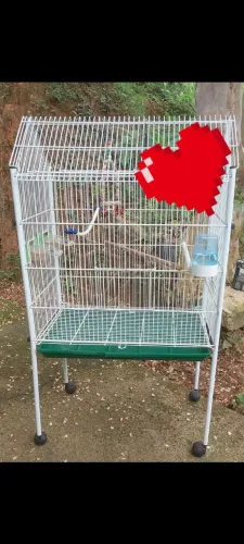 Gaiola Para Calopsita