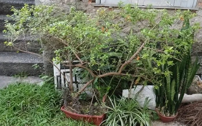 Planta p cerca viva pingo de ouro e outras plantas