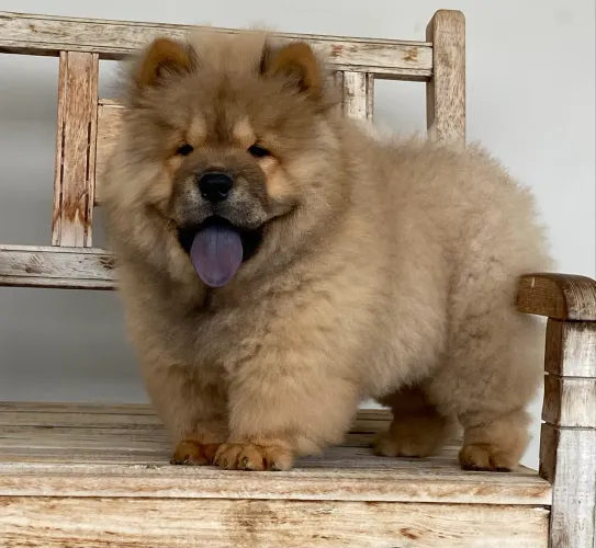 Chow Chow Porte Americano