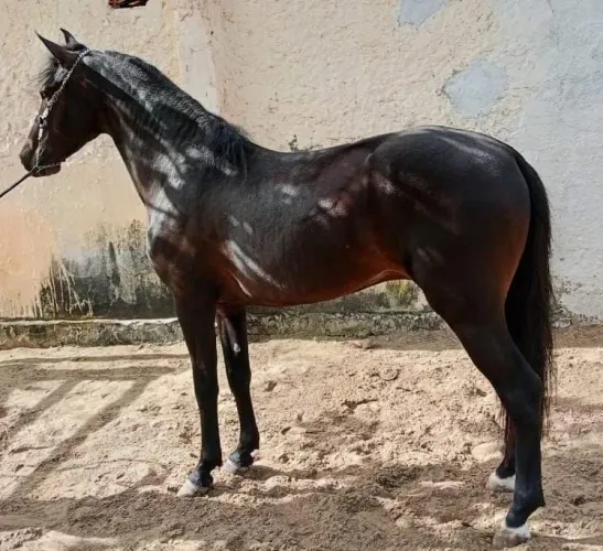 Cavalo Mangalarga Marchador