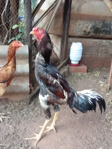 Vendo Galo e Galinhas Indio Gigante