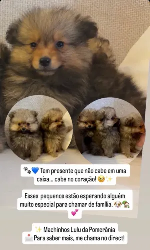 Lulu da Pomerânia Anão