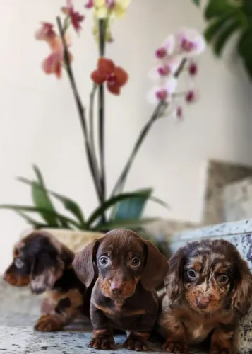 Lindos Filhotes de Teckel com Pedigree!!