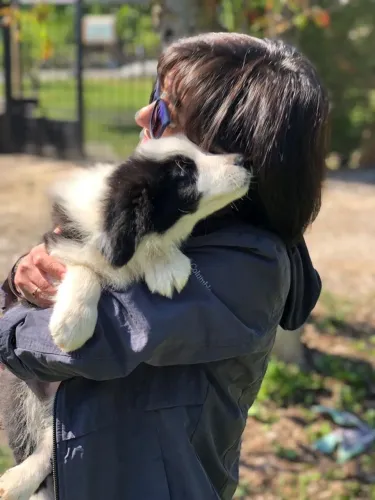 Border Collie - Cachorrinho Que Pode Ser O Destaque Da Sua Próxima Decisão
