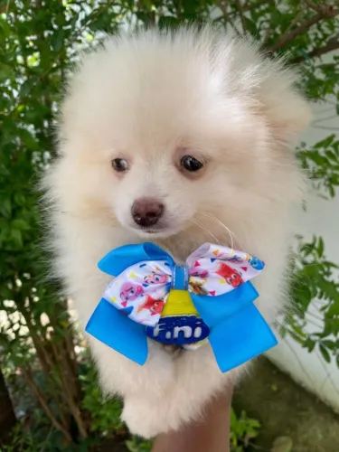 Lulu macho promocao