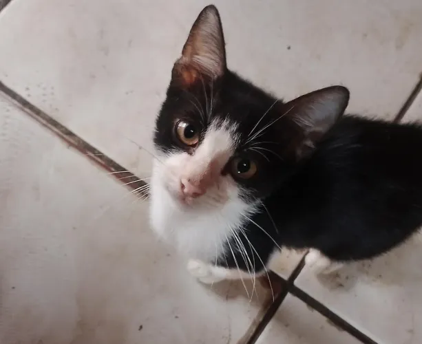 Doação,um gato macho
