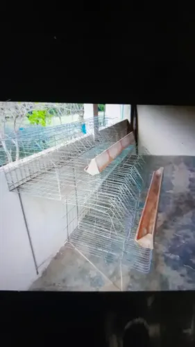 gaiolas para galinhas poedeiras