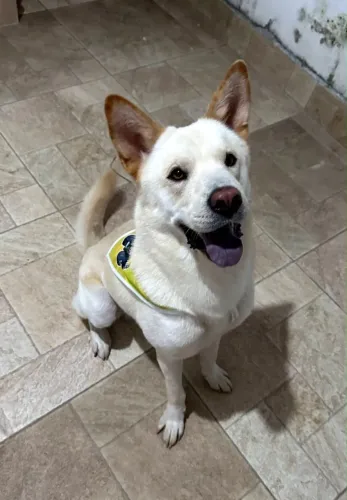 Cachorro para doação 