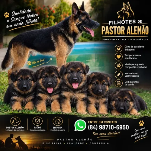 Pastor alemão capa preta!