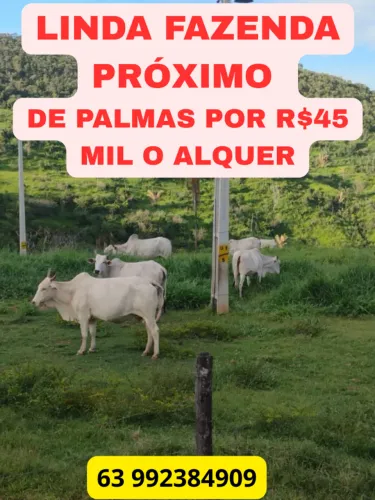 LINDA FAZENDA A VENDA PRÓXIMA DE PALMAS TO POR R$45 MIL O ALQUER