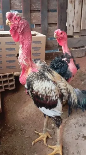 Galo e galinha bico curto