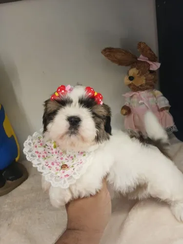 SHIH TZU Fêmea