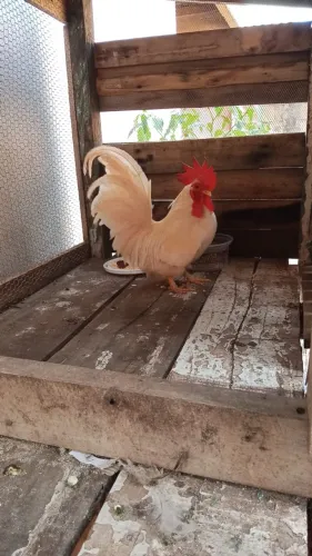 Vendo galinho Nagasaki branco