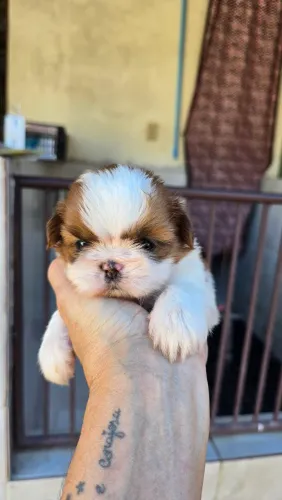 Shih tzu fêmea, pedigree CBKC-FCI opcional. 
