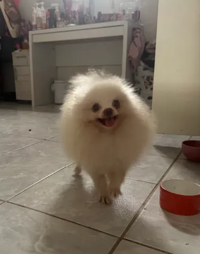Spitz alemão anão