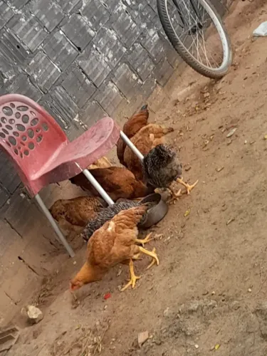Vendo 8 franguinhas caipira