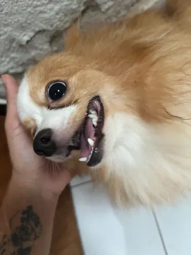 Lulu da pomerânia + filhote