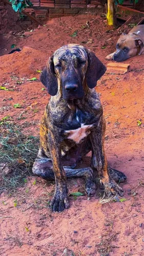 Cachorro