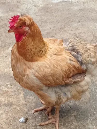GALINHAS GSB BALÃO 
