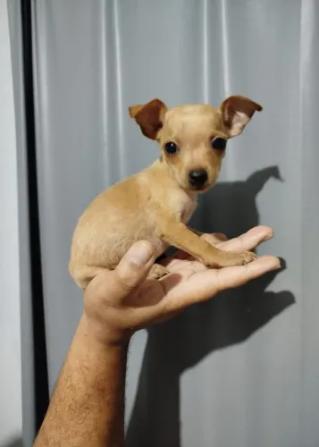 Pinscher N0,Somente Esse macho disponível, somos de bangu RJ. 