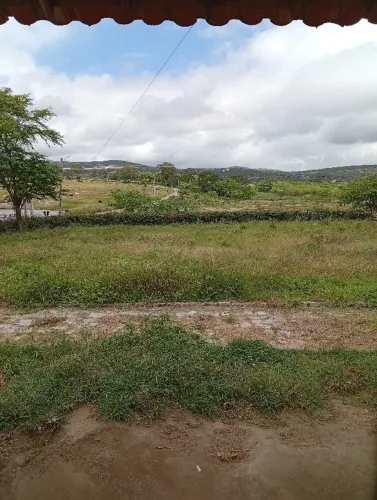 Procuro Rottweiler fêmea adulta