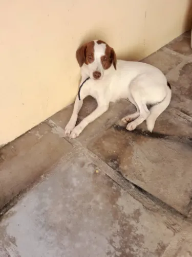 Cadela para adoção 