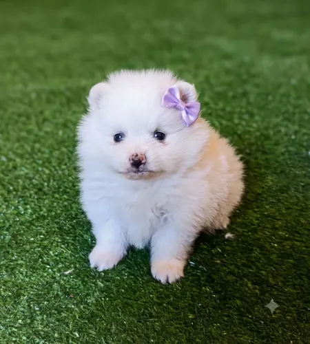 Lindas filhotes de lulu da Pomerânia 