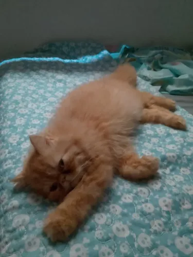 Vendo filhote de gato persa