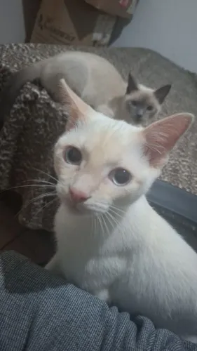 Doação de dois gatinhos machos