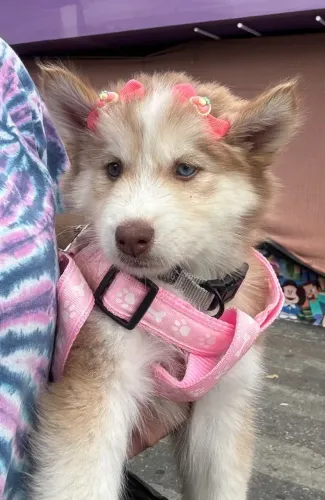 Filhote - Husky siberiano disponível