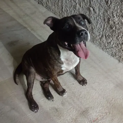 Pitbull raça pura. 3 anos, castrado e vacinado