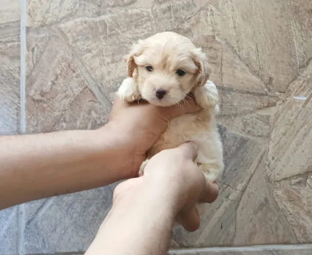 Poodle N1 FOFA FOFA FOFA!