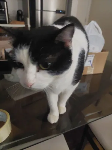 Gata castrada para adoção