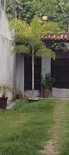 Palmeiras Rabo de Raposa adulta