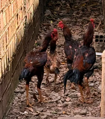 Vendo o troco por Galinha. dois Galos