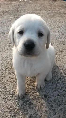 Filhotes de Labrador | Um amigo cheio de boas vibrações