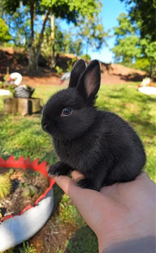 Vendo Mini coelhos 
