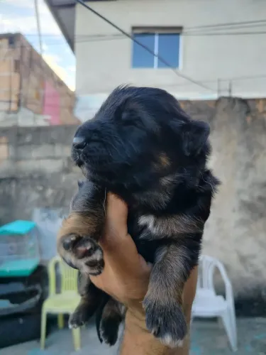 Os melhores cães