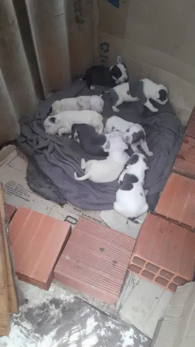 Filhote te pit bull american staffordshire terrier 